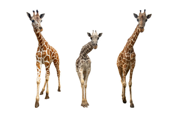 长颈鹿孤立在白色背景上图片下载
