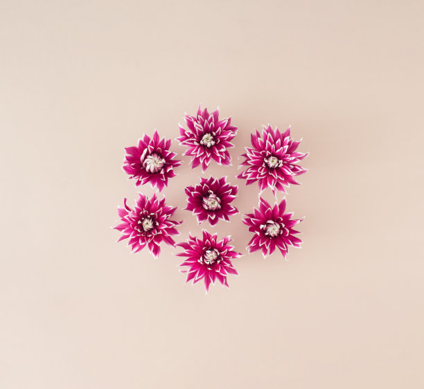 紫色的大丽花在粉红色的背景上排列成花的形状。图片下载