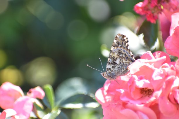 一只蝴蝶栖息在玫瑰上图片下载