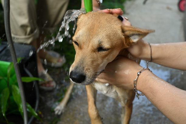 可爱的狗狗在户外用肥皂和水洗澡。动物保健的概念。图片下载