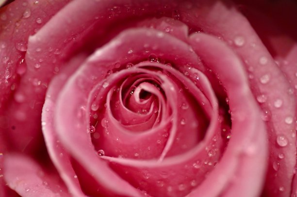 粉色玫瑰滴图片下载