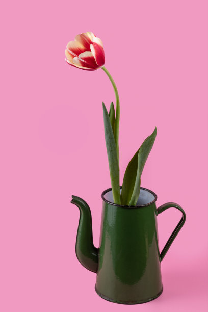 粉红色背景的老式铁茶壶里的郁金香花图片下载