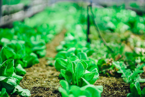 采用有机方法种植的水培蔬菜农场。这是一张特写照片图片下载