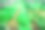 采用有机方法种植的水培蔬菜农场。这是一张特写照片图片下载