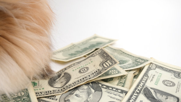 毛茸茸的兔子坐在美元上图片下载