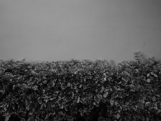 白墙上的常春藤抽象图案(单色)。图片下载