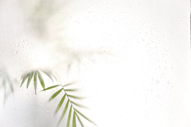 树枝与树叶阴影效果。模糊的图片与雾效果棕榈叶剪影后面。有选择性的重点图片下载