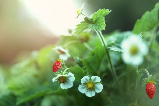 草莓植物，成熟的浆果生长在田野里图片下载