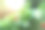 草莓植物，成熟的浆果生长在田野里图片下载