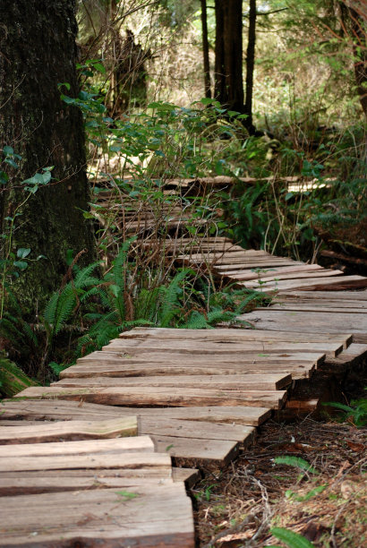 温哥华岛热带雨林中摇摇欲坠的木板路图片下载
