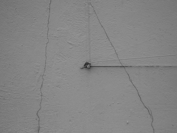 白墙上的常春藤抽象图案(单色)。图片下载