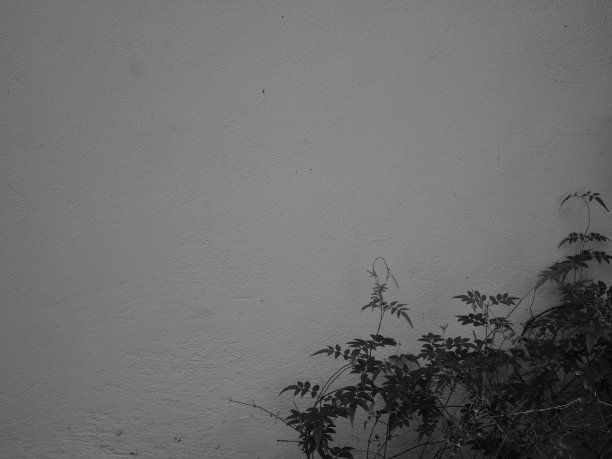 白墙上的常春藤抽象图案(单色)。图片下载