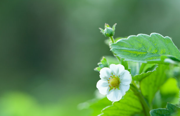 草莓。绿色植物，白色花朵图片下载