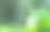 草莓。绿色植物，白色花朵图片下载