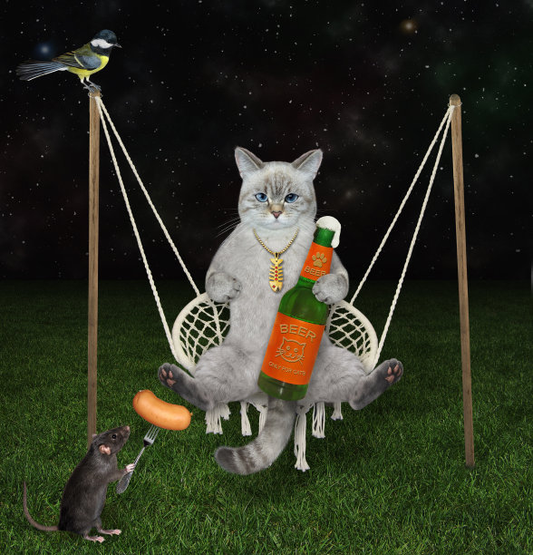 Cat ashen晚上在秋千上喝啤酒图片下载