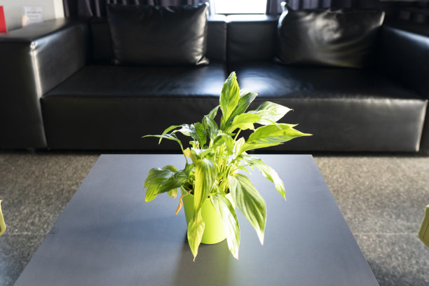 一种植物和黑色沙发沙发在商务办公室大堂的观点图片下载