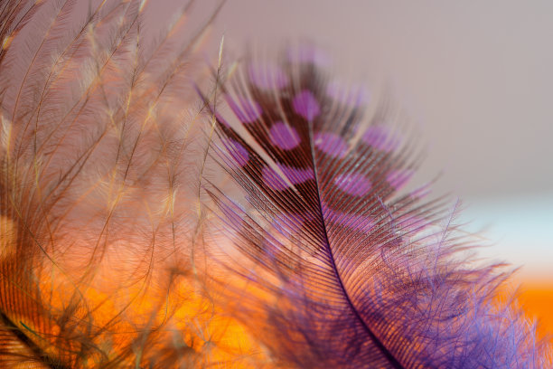 鸟的羽毛作为背景图像有很多明亮的颜色和结构图片下载