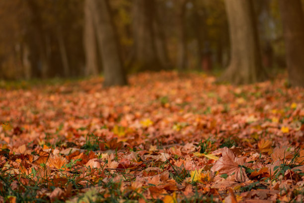 秋叶飘落大地。秋天的树叶落在自然的背景上。图片下载