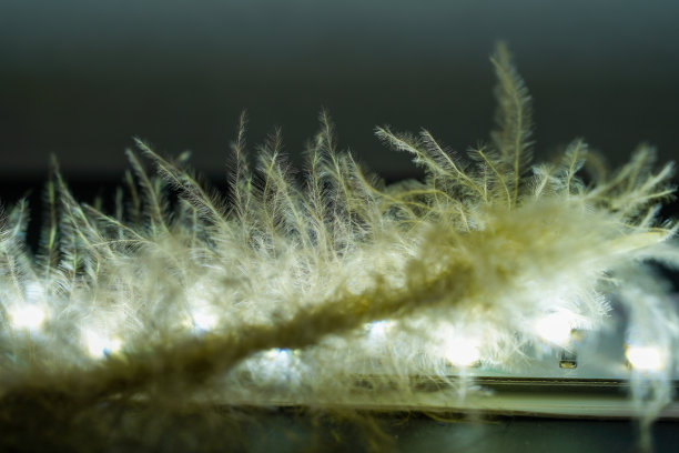 鸟的羽毛作为背景图像有很多明亮的颜色和结构图片下载