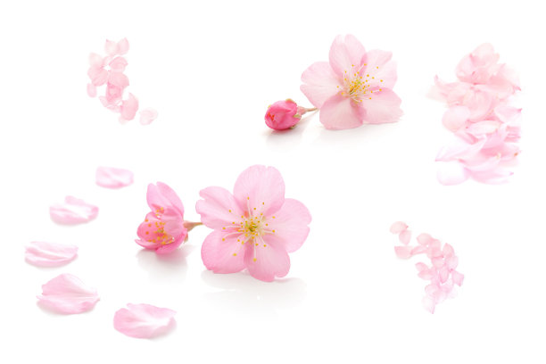 樱花孤立日本天然粉红色，花瓣白色，背景，春天抽象摄影图片下载