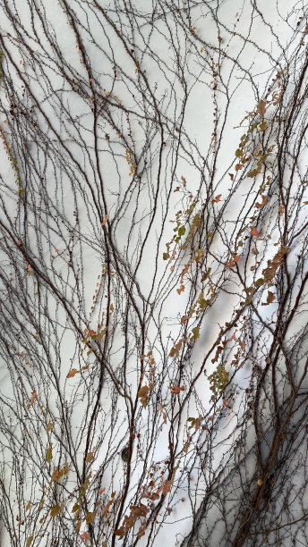 墙上生长的植物图片下载