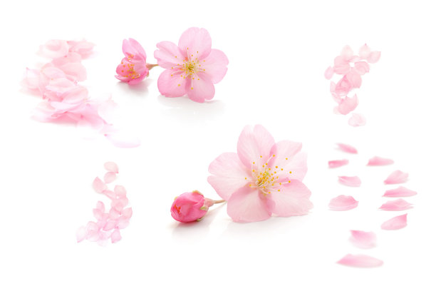 樱花孤立日本天然粉红色，花瓣白色，背景，春天抽象摄影图片下载