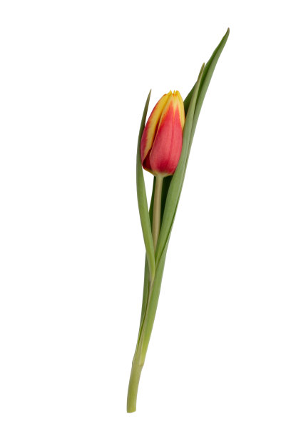 红色郁金香花头孤立在白色背景上。图片下载