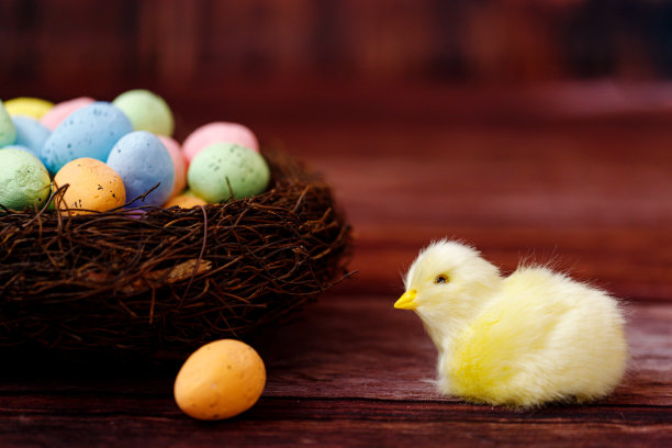 复活节背景黄色的小鸡和蛋。复活节假期。图片下载