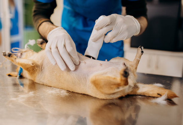 麻醉或镇静的狗。兽医在手术前给狗剃腹部毛。图片下载