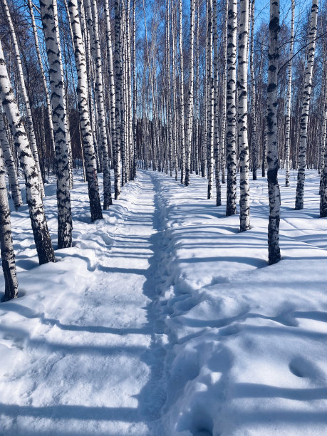 冬季自然摄影图片下载