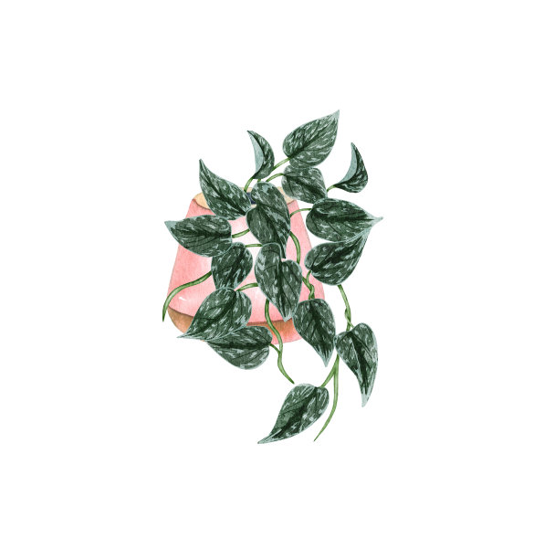 手绘水彩pothos盆栽植物。盆栽悬挂植物插图。盆栽Silvery-Ann-Pothos图片下载