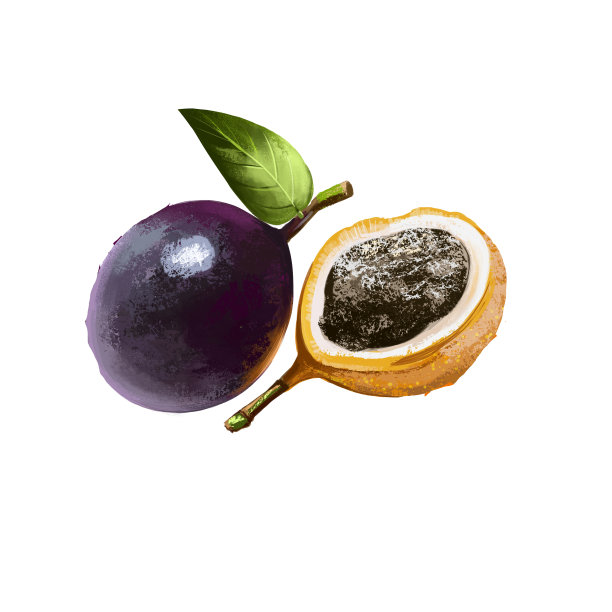 手指柚子孤立在白色。佛手，佛手柑，佛手柑，佛手柑。手指状的水果，象人的手。数字艺术插图图片下载