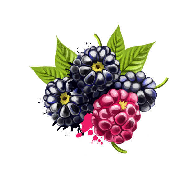 黑莓孤立在白色背景上。黑莓是一种可食用的水果，产于许多品种的悬钩子属在蔷花科。用于烹饪目的。水果集合。数字艺术。图片下载