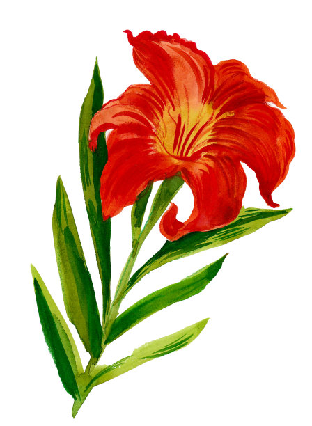 莉莉花图片下载