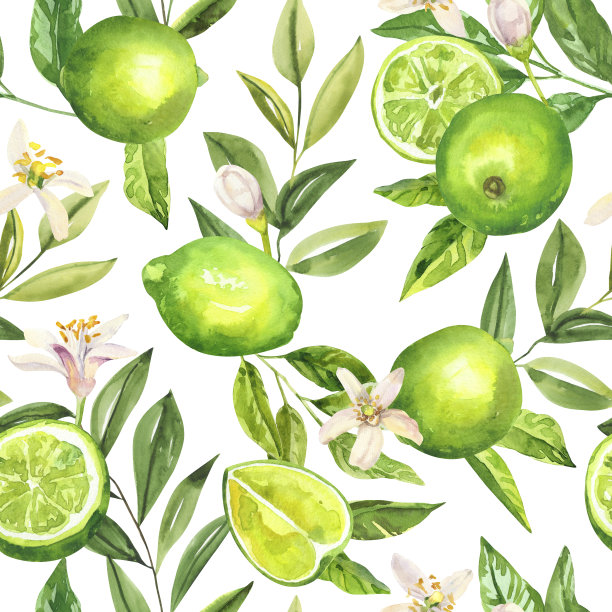 水彩手绘柑橘酸橙水果，花和树枝。图片下载