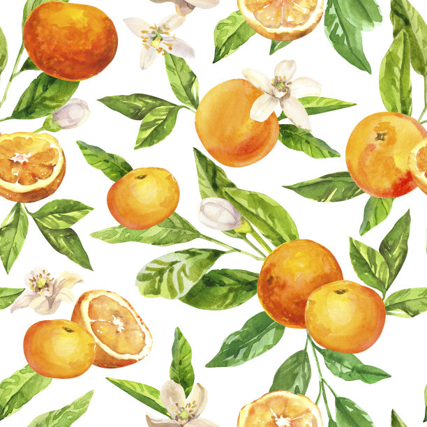 水彩手绘柑桔葡萄果、花、叶。图片下载