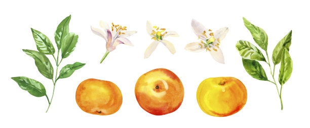 水彩手绘柑桔葡萄果、花、叶。图片下载