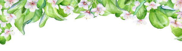 花边界与水彩开花的苹果树枝图片下载