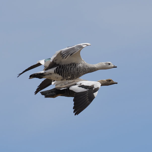 在智利巴塔哥尼亚，一对正在繁殖的高地鹅在晴朗的蓝天上飞翔图片下载