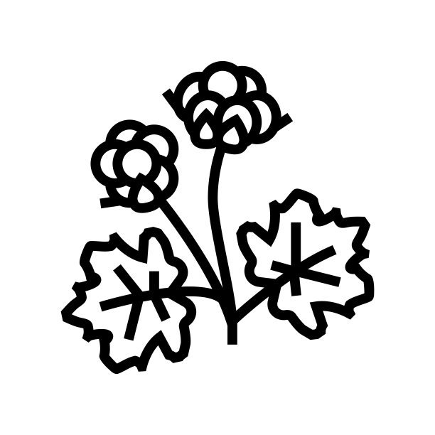 Cloudberry的浆果线图标矢量插图图片下载