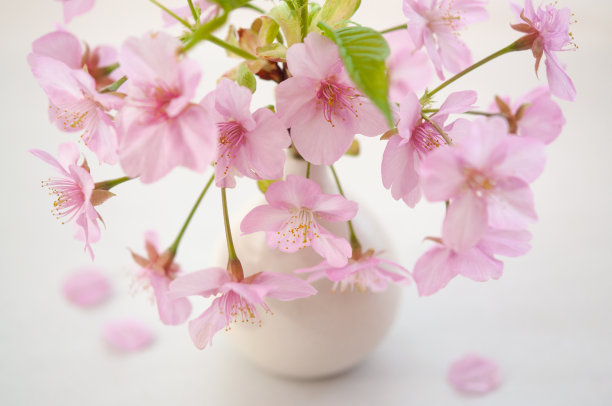 白色背景上花瓶里樱花的特写照片。春天在日本。川崎樱花树，荷兰病带菌。图片下载