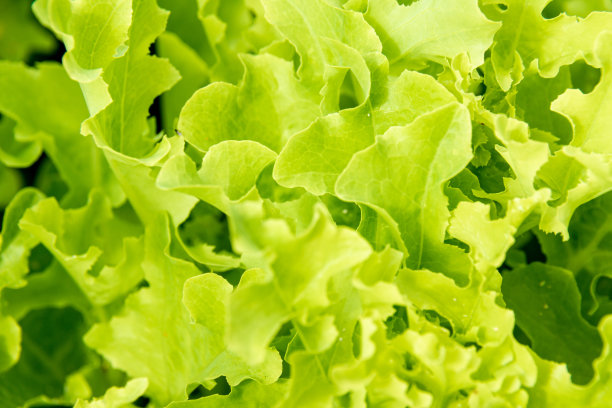 绿色生菜覆盖土壤的特写图片下载