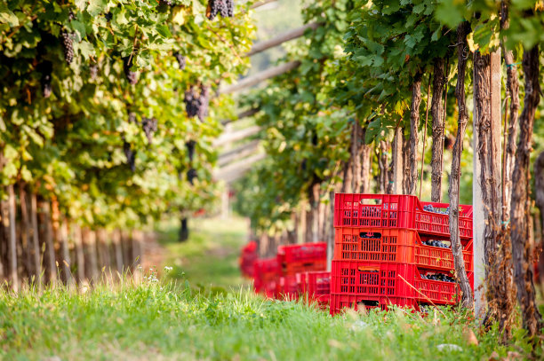 成排的葡萄藤和用来收割葡萄的箱子图片下载