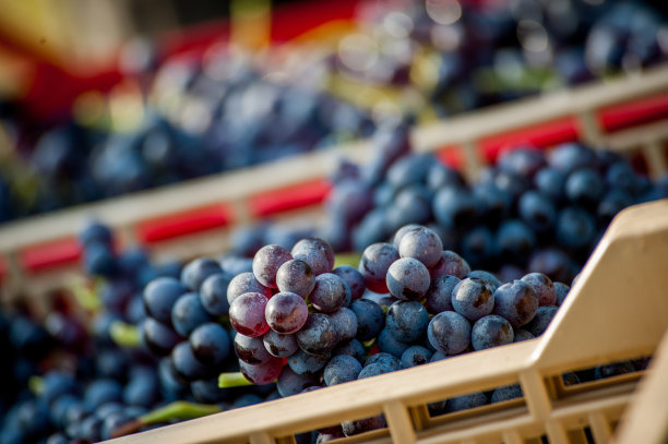 装着一串串葡萄的塑料箱图片下载