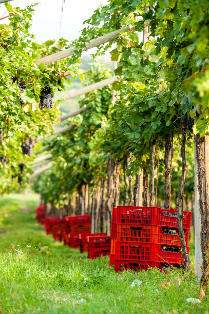 成排的葡萄藤和用来收割葡萄的箱子图片下载