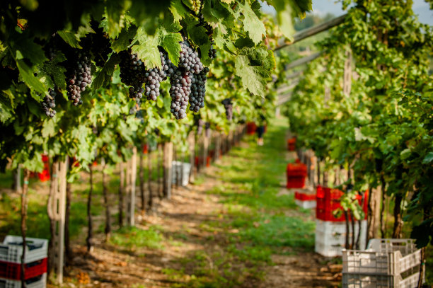 成排的葡萄藤和用来收割葡萄的箱子图片下载