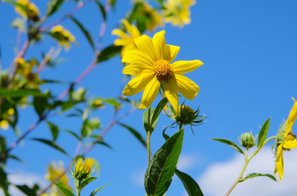 黄色的花朵和蓝色的天空图片下载