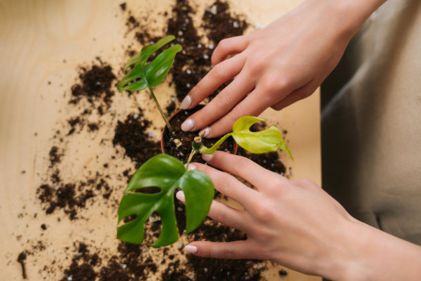 无法辨认的年轻女性园丁在围裙上的特写高角度的观点与地面移植盆栽植物在家里的桌子。图片下载
