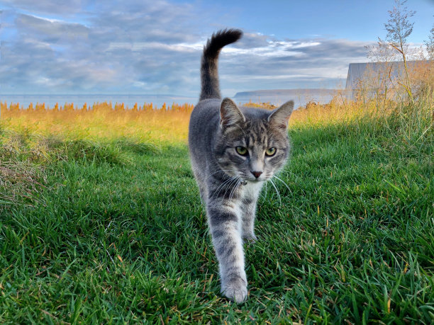 一只走在冰岛Drangsnes村庄里的猫图片下载