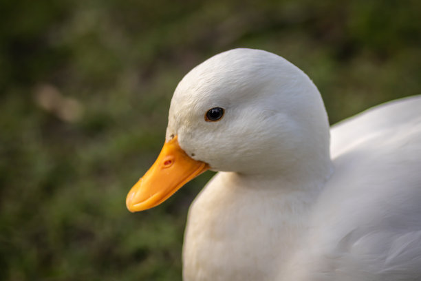 白色鸭头特写图片下载